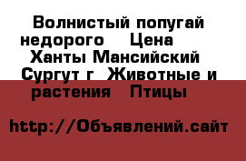 Волнистый попугай недорого. › Цена ­ 10 - Ханты-Мансийский, Сургут г. Животные и растения » Птицы   